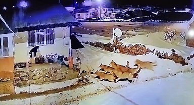 Çoban köpeği, kurt sürüsüne tek başına karşı koydu