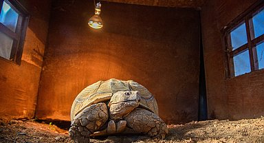 Doğal Yaşam Parkı'nın en yaşlı üyesine özel güneş