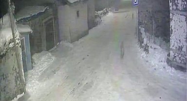 Doğu'da aç kalan kurtlar mahalle ve köylere indi