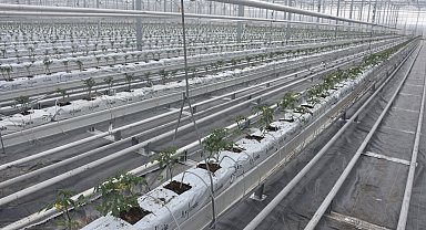 Düşük enerjiyle çalışan Sivas'ın en büyük cam serası 'örnek' olacak