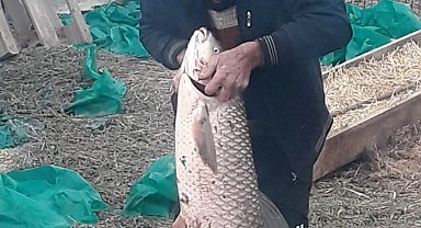 Edirne'de 13 kilo ağırlığında sazan balığı yakalandı