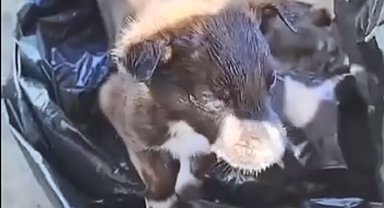 Edirne'de yavru köpekler poşet içinde çöpe atıldı; 2 gözaltı