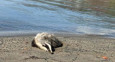 Erdek sahiline 2 porsuk ölüsü vurdu