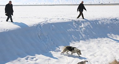 Eslem'in ölümü sonrası bölgedeki sokak köpekleri toplanıyor