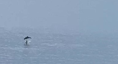 Fethiye'de koya gelen yunus sürüsü görüntülendi