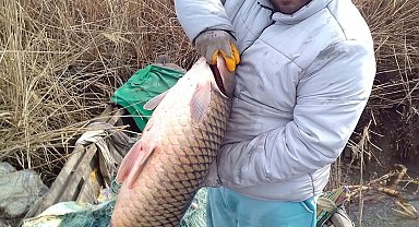 Gala Gölü'nde 18 kilo ağırlığında sazan balığı yakalandı