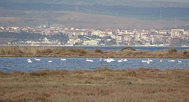 İklim değişikliği nedeniyle Çanakkale'deki kuş popülasyonu arttı