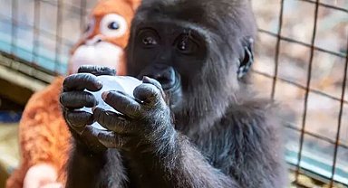 İstanbul Havalimanı'nda bulunan yavru gorilin ismi 'Zeytin' oldu