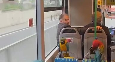 İstanbul- Üsküdar'da İETT otobüsüne 4 papağanla binen kişinin yolculuğu kamerada