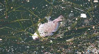 İzmir Körfezi'ndeki kirlilik ve balık ölümlerine soruşturma