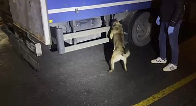 Kamyonetteki uyuşturucuyu 'Hector' buldu