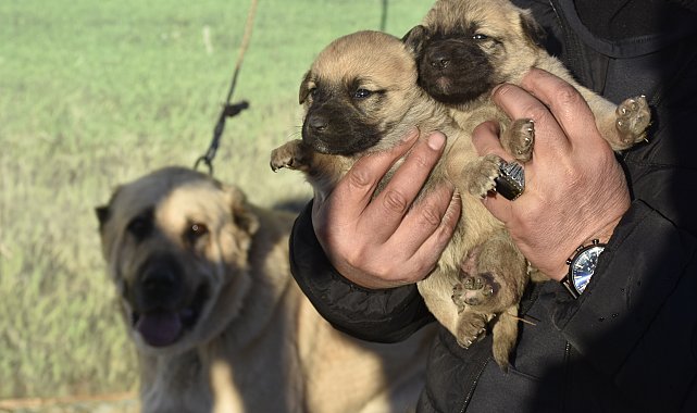 Kangal köpeği sevdasını 'safkan' üretim çiftliğine dönüştürdü