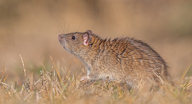 Kargo gemileri ile sahil kentlerine yayılan 'kahverengi sıçan', Diyarbakır'da görüntülendi