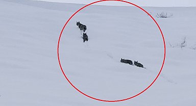 Karla kaplı arazide vaşak ile 3 yavrusu görüntülendi