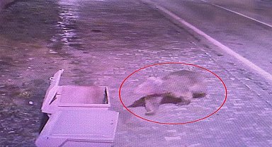 Kaybolan bozayı, yemlerle ve tuzaklarla aranıyor