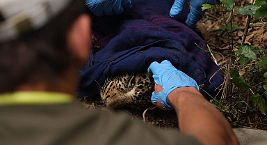 Kenya'da avcı tuzağına yakalanan leopar kurtarıldı