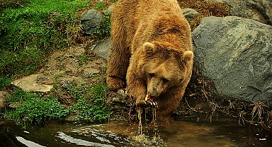 Kış uykusuna yatmayan ayılar, meyve ve balıkla besleniyor