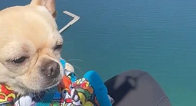 Köpek Kaju, yamaç paraşütüyle uçtu