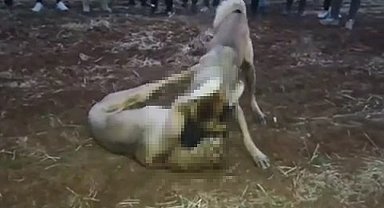 Köpekleri dövüştürüp, cep telefonuyla görüntülediler