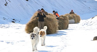 Köylüler, yazın hayvanları için topladıkları otları dağdan kızaklarla indiriyor