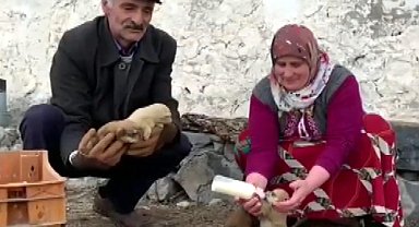 Kurt saldırısında anneleri ölen 8 yavru köpeği, biberonla besliyorlar