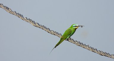 Milleyha'da yeşil arı kuşu avlanırken görüntülendi