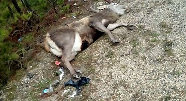 Minibüsün çarptığı geyik öldü