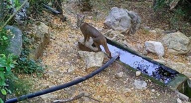 Nesli tehlikedeki karakulak, fotokapanla görüntülendi