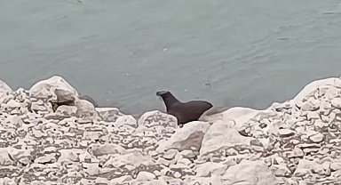 Nesli tükenme tehlikesi altında olan su samuru görüntülendi