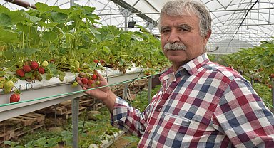 Patates diyarı Niğde'de muhasebeciliği bıraktı, 1000 rakımda çilek üretiyor