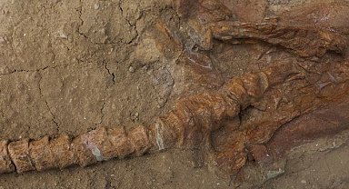 Peru'da 9 milyon yıllık köpek balığı fosilleri bulundu