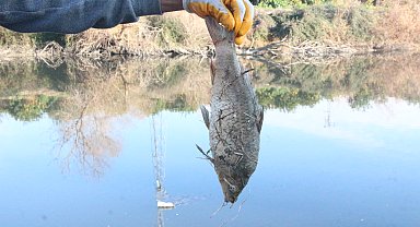 Rengi siyaha dönüp köpüren Ceyhan Nehri'nde balık ölümleri