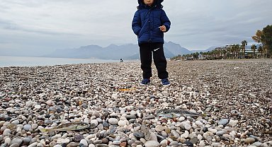 Sahillerde 'karaya çıkarılması yasak' balon balığı tehlikesi