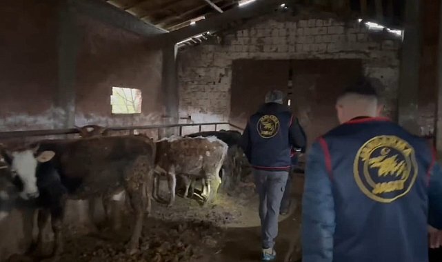 Sakarya'da büyükbaş hayvan hırsızlığı operasyonu: 7 tutuklama