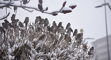 Sivas'ta kar yağışı