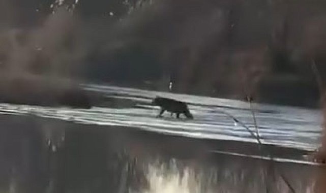 Sivas'ta Kızılırmak kıyısına inen kurt, görüntülendi