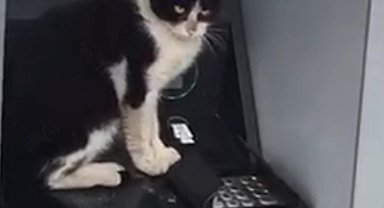 Soğukta ATM'ye sığınan kedi, işlem için gelenleri bekletti