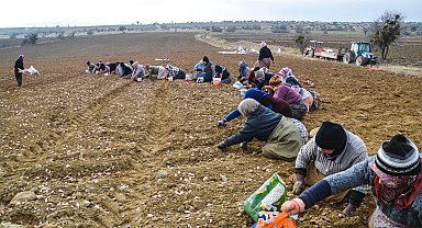 Taşköprü Sarımsağı'nın ekimi erken başladı