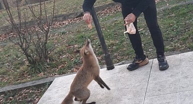 Tilkiyi elleriyle besliyor