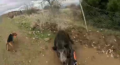 Yaralı yaban domuzu, kendisini vuran avcıya saldırdı; o anlar kamerada