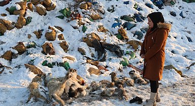 Yüksekova'da kül dökülen alanda 20 ölü köpek bulundu