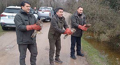 3 şahin ile 22 yeşil başlı ördek doğaya salındı