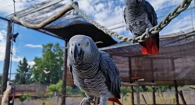 34 Afrika Gri Papağanı Turkish Cargo ile doğal yaşam alanlarına teslim edildi