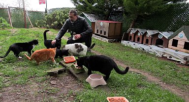 'Kedi Köyü'nün sınırları genişledi, misafirleri arttı