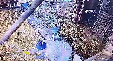 'Komşusunun koyunlarına işkence' davasında sanığın akıl sağlığı yerindeymiş