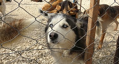 'Pandemide el bebek gül bebek büyütülen can dostlarımız şimdi barınaklarda'
