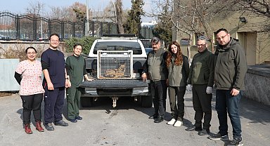 Aç kalan çakal, camiye girdi