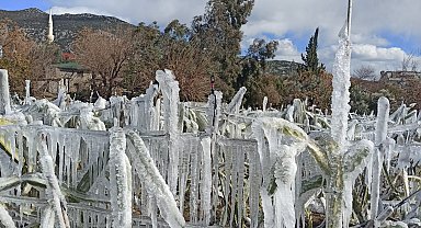 Adana'da meyve bahçesi buz tuttu