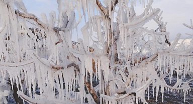 Amasya'da bahçedeki meyve ağaçları buzla kaplandı