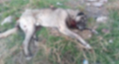 Ankara'da tüfekle öldürülmüş 4 köpek bulundu